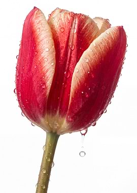 Red and White Tulip with Dew