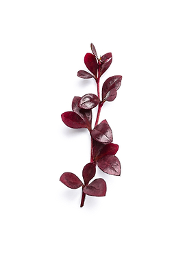 Single Stem of Deep Red Leaves