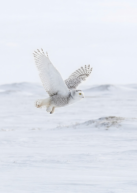 Snowy Owl in Flight