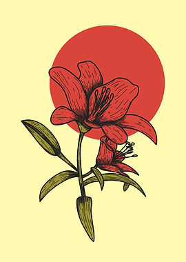 Red Lily Botanical Illustration