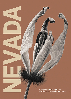Nevada Calochortus Kennedyi Botanical Poster