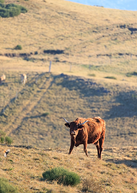 Brown Longhorn Cow on Hillside