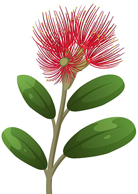 Pohutukawa Flower Illustration