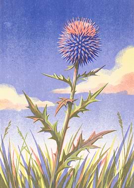 Blue Thistle