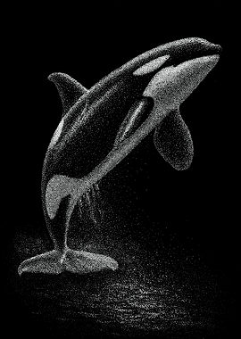 Dynamic Monochrome Killer Whale In Stipple Dotwork