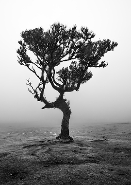 Solitary Tree in Misty Landscape