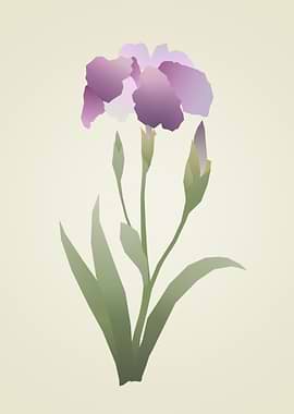 Minimalist Purple Iris Flower Illustration