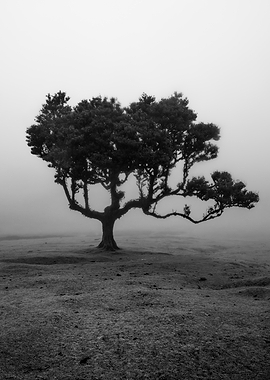 Solitary Tree in Misty Landscape