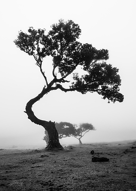 Solitary Twisted Tree in Fog
