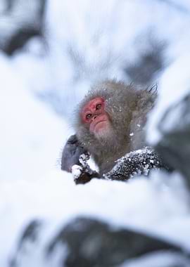 Japanese Macaque Close Up in Snowy Winter