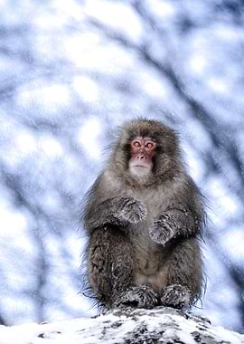 Japanese Macaque face to face in Winter Snow