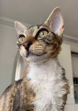 Close-up Portrait of a Devon Rex