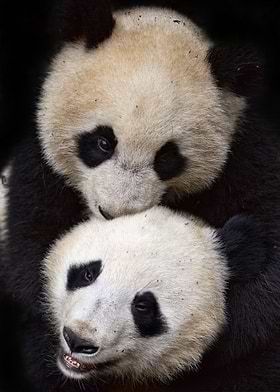 Wild Animal Photos-preview-0