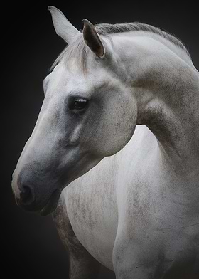 Wild Animal Photos-preview-3