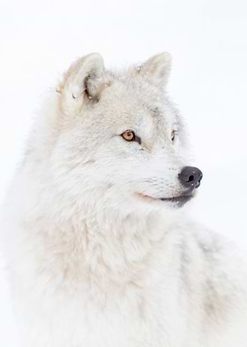 Wild Animal Photos-preview-3