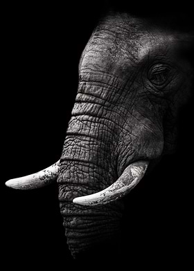 Wild Animal Photos-preview-1