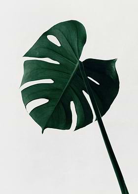 Botanical-preview-3