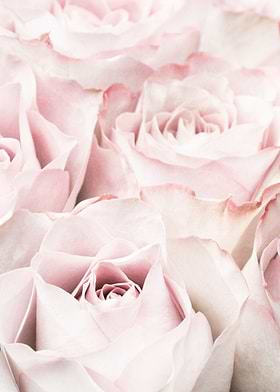 Botanical-preview-0