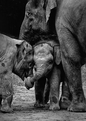 Black And Red-preview-0