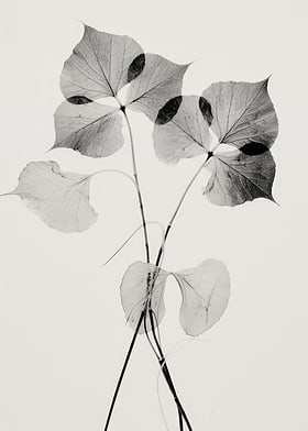 Transparent Botanic-preview-2