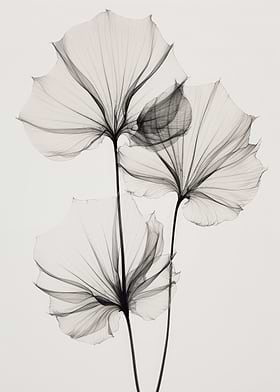 Transparent Botanic-preview-1