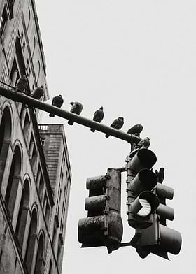 Black and White New York-preview-0