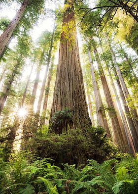 Enchanted Forest-preview-1