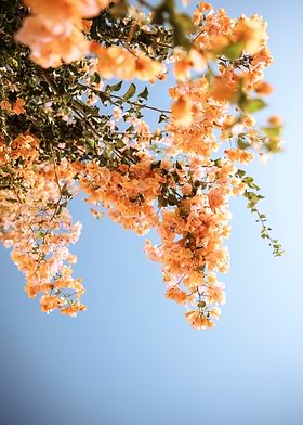 Apricot Crush-preview-0