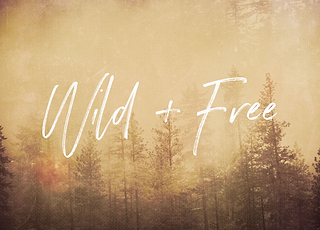 Wild And Free - Mountain Forest Adventure