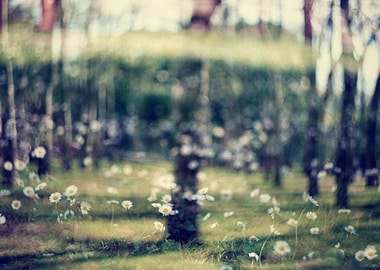 ' inside the nature ' film double exposure in camera