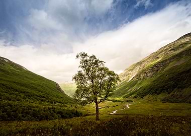 This lonely tree is located at Herdalssetra Mountain Su ...