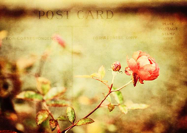 Little Pink Rose - ©Silvia Ganora - Do not copy or use ...