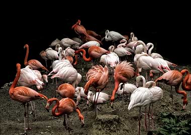 A group of flamingos at the Hellabrunn Zoo in Munich, G ...