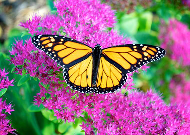 Monarch butterfly resting on purple flowers.