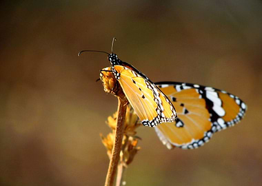 This picture was captured during one of usual wanderin ...