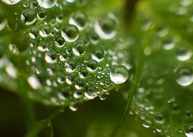 a bug's life among the leaves in the garden