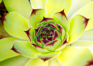 macro photo of a succulent