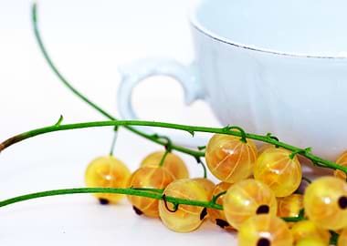 currants white photography