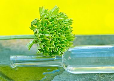 primrose with bottle photo digitally processed