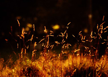 Sunset grass