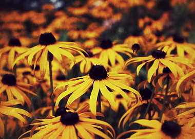 Rudbeckia fulgida