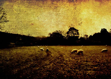 Sheep at sunset