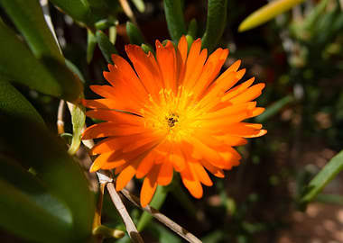 A macro take of an orange flower
