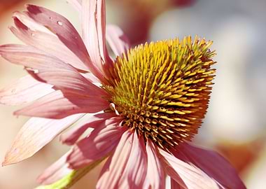 echinacea bloom