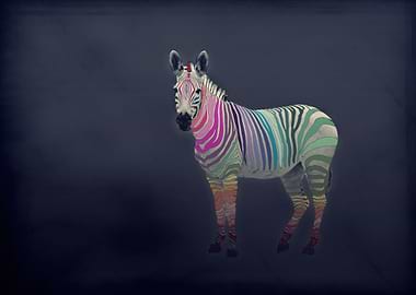 RAINBOW ZEBRA
