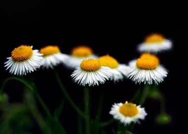 small flowers on black background