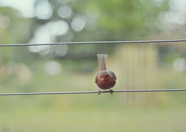 Greenwich Park is full of robin posing for you.