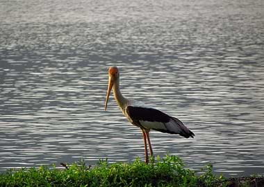 Fisherman Crane, was about to start his job..