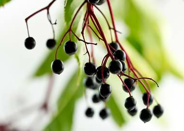 elderberries