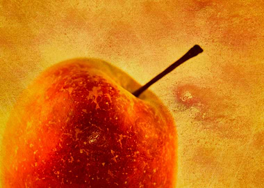 My first Apple on my Apple tree